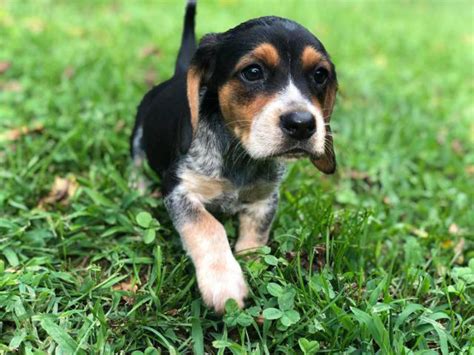 The kennel is heated and surrounded by a large fenced in area for exercise. . Blue tick beagle puppy for sale near me
